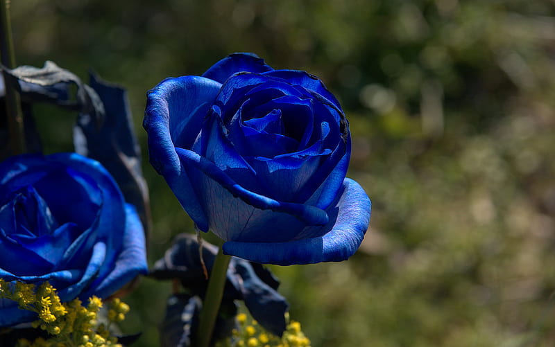 Dos rosas azules, flor, jardín, naturaleza, hermosa, rosas, azul, Fondo de  pantalla HD | Peakpx