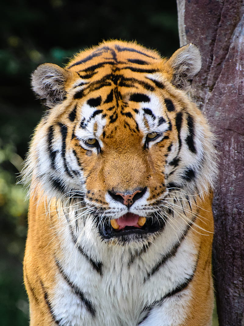 tiger, predator, fangs, angry, HD phone wallpaper