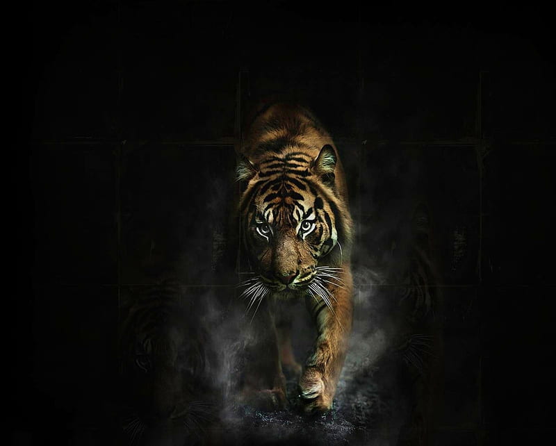 Tiger, animal, savage, smoke, wild, HD wallpaper