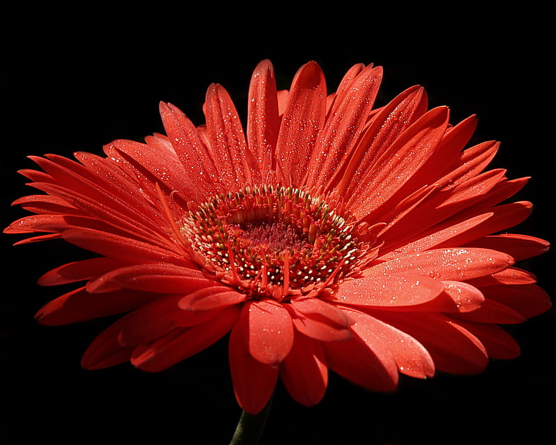 Lone Gerbera, red, bloom, orange, flower, petals, colour, petal, daisy, HD wallpaper