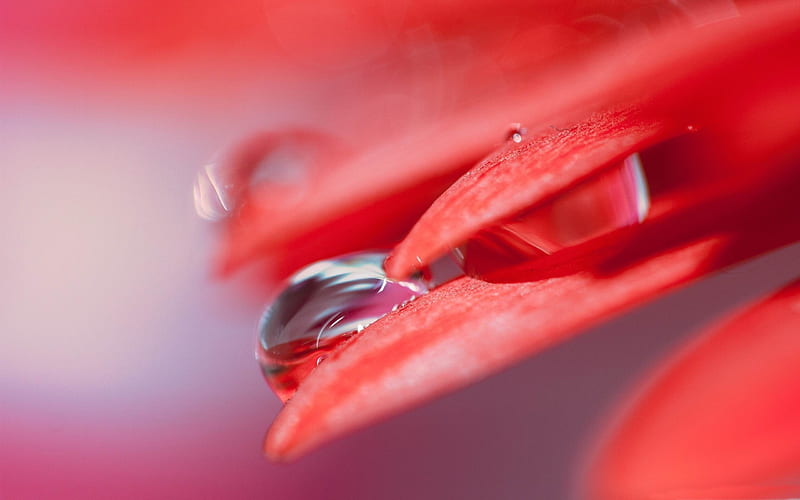 flower drops petals red-Plant Macro, HD wallpaper