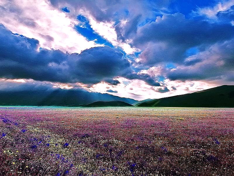 Across the fields, purple, cloudy sky, hills of green, wildflowers, blue and white, fields, blue, HD wallpaper