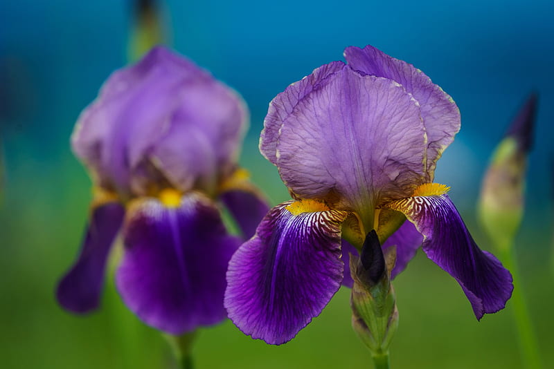 Flowers, Iris, HD wallpaper