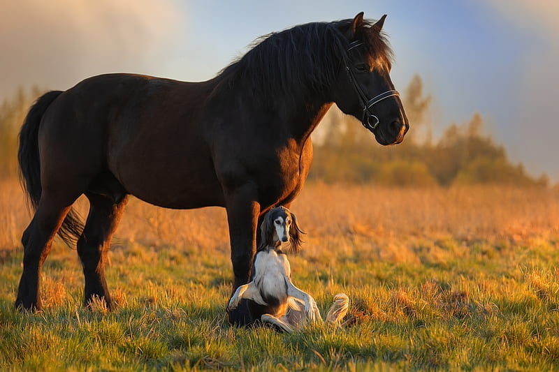 Animal, caballo, perro, saluki, Fondo de pantalla HD | Peakpx