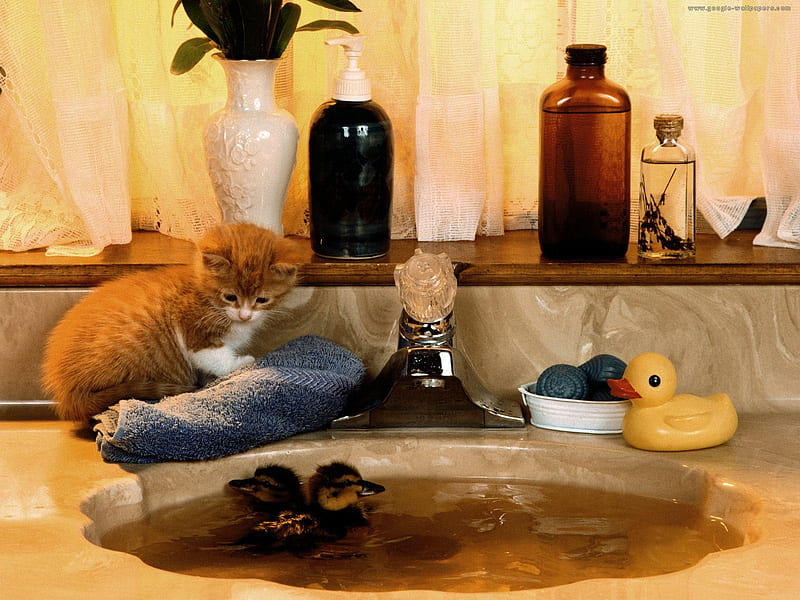 bathroom, nice, kitty, little duck, elegant, red tiger, HD wallpaper