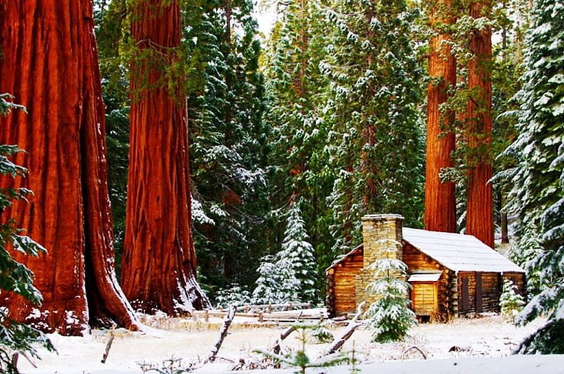 Mariposa Grove, Yosemite NP, mammoth trees, forest, cabin, snow, HD wallpaper