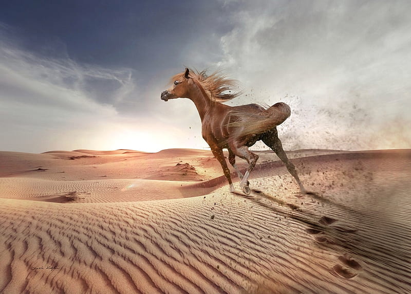 The Arabian Horses, arabian horses, horse spee, horse, horses, HD wallpaper