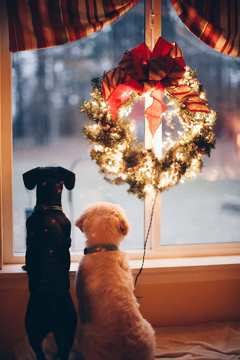 two black and white dogs near lighted wreath, HD phone wallpaper