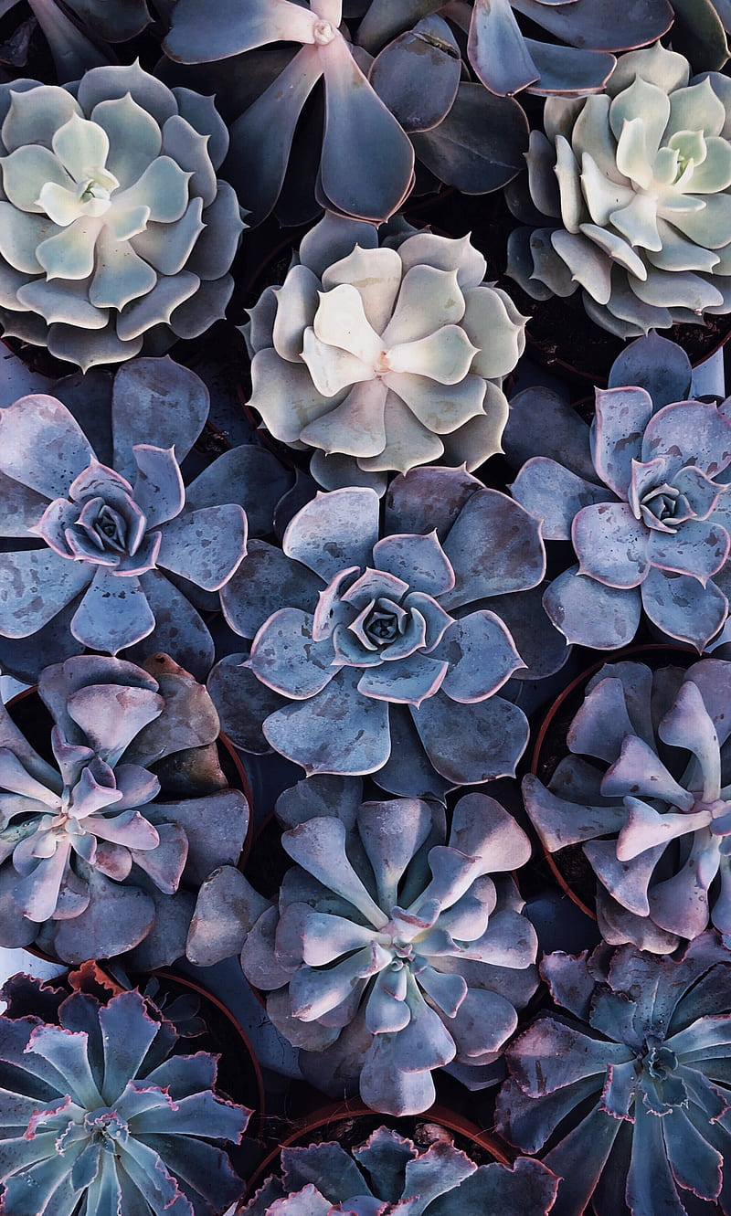 Gray succulents, HD phone wallpaper | Peakpx