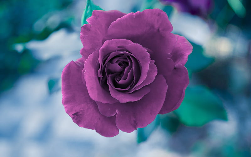 purple rose, rosebud, beautiful purple flower, spring, HD wallpaper