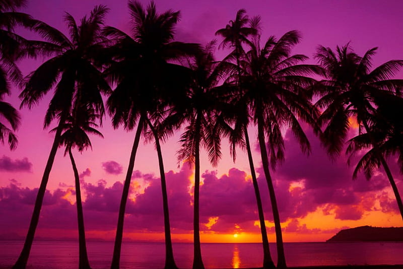 Palm trees at sunset, shore, palm, sunset, sea, beach, reflection, tropics, rest, vacation, exotic, lovely, ocean, relax, sky, trees, water, rays, purple, summer, island, tropical, HD wallpaper