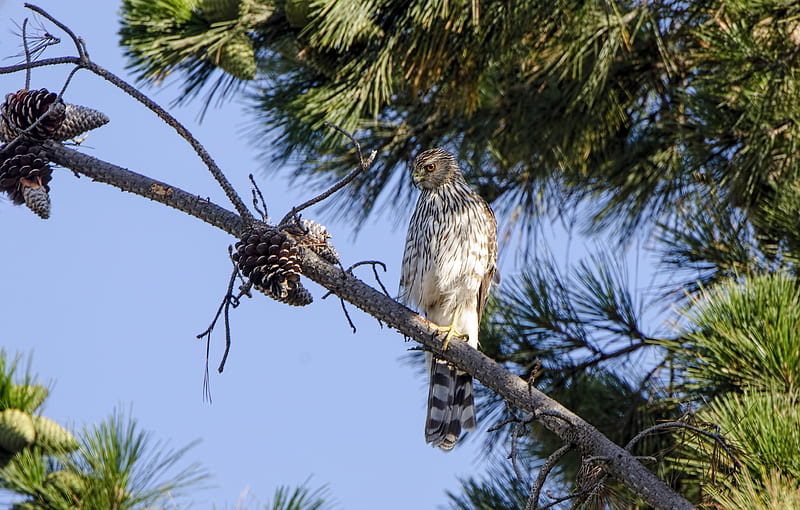 falcon, predator, bird, feathers, branch, HD wallpaper