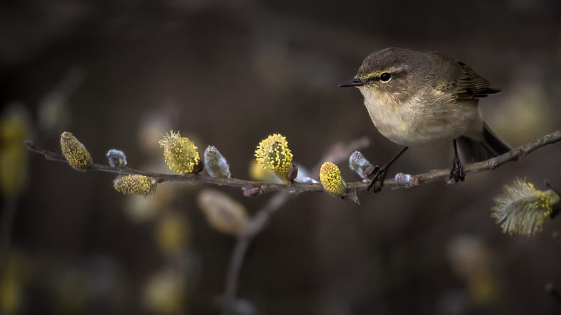 Little Black Yellow Bird Is Standing On Plant Stalk In Blur Background Birds, HD wallpaper