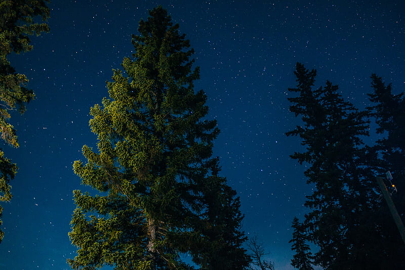 tree, starry sky, stars, HD wallpaper
