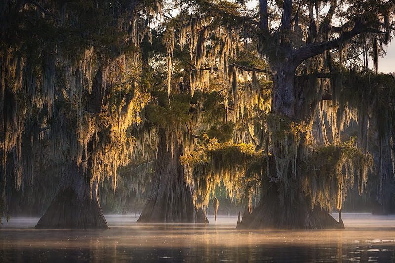 Trees, Tree, Cypress, Louisiana, Moss, Swamp, HD wallpaper