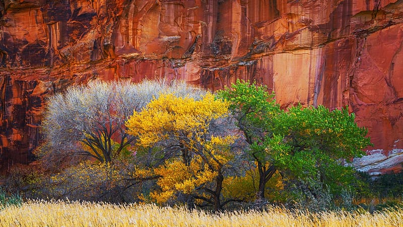 Three trees, all in different stages of life at Capitol Reef National Park, Utah, usa, stones, colors, leaces, rocks, cliff, HD wallpaper