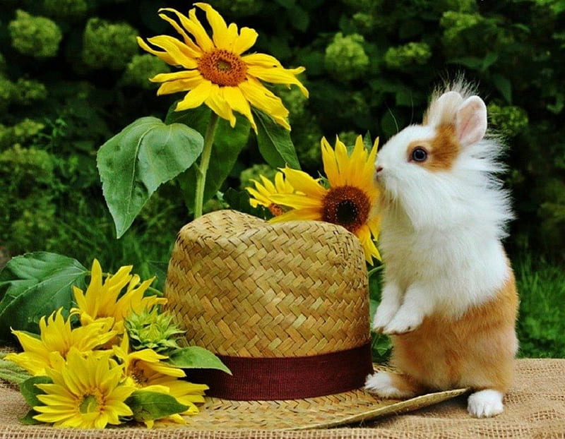 Curious Fuzzy Bunny, fuzzy, rabbit, sunflowers, yellow, nature, abstract, hat, HD wallpaper