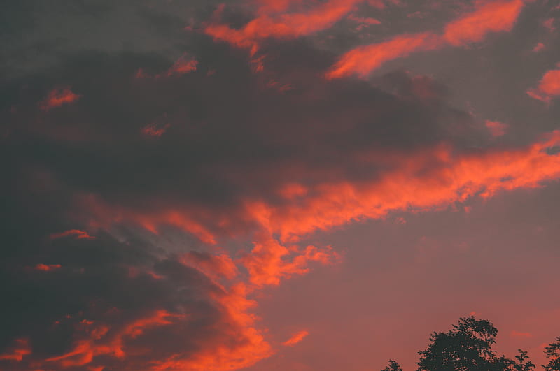 clouds, tree, sky, sunset, orange, HD wallpaper