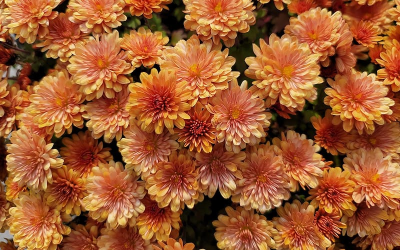 Flowers, Chrysanthemum, Flower, , Orange Flower, HD wallpaper