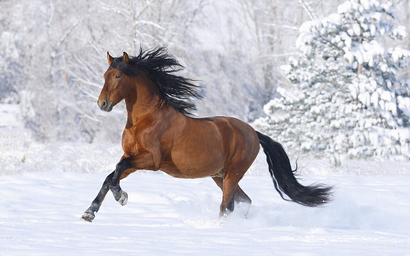 horse running in the snowland, running, horse, snow, animal, HD wallpaper