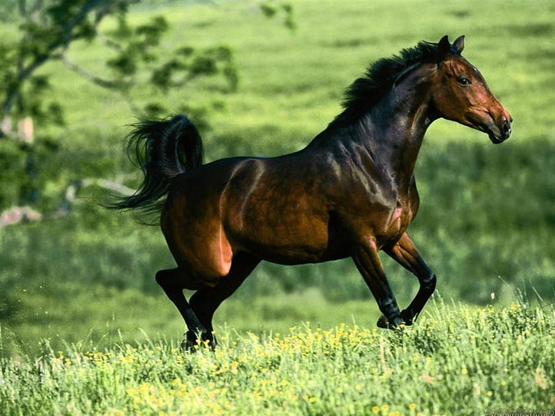 American Quarter Horse, powerful, rounded hindquarters, refined head, strong, broad chest, well-muscled body, HD wallpaper
