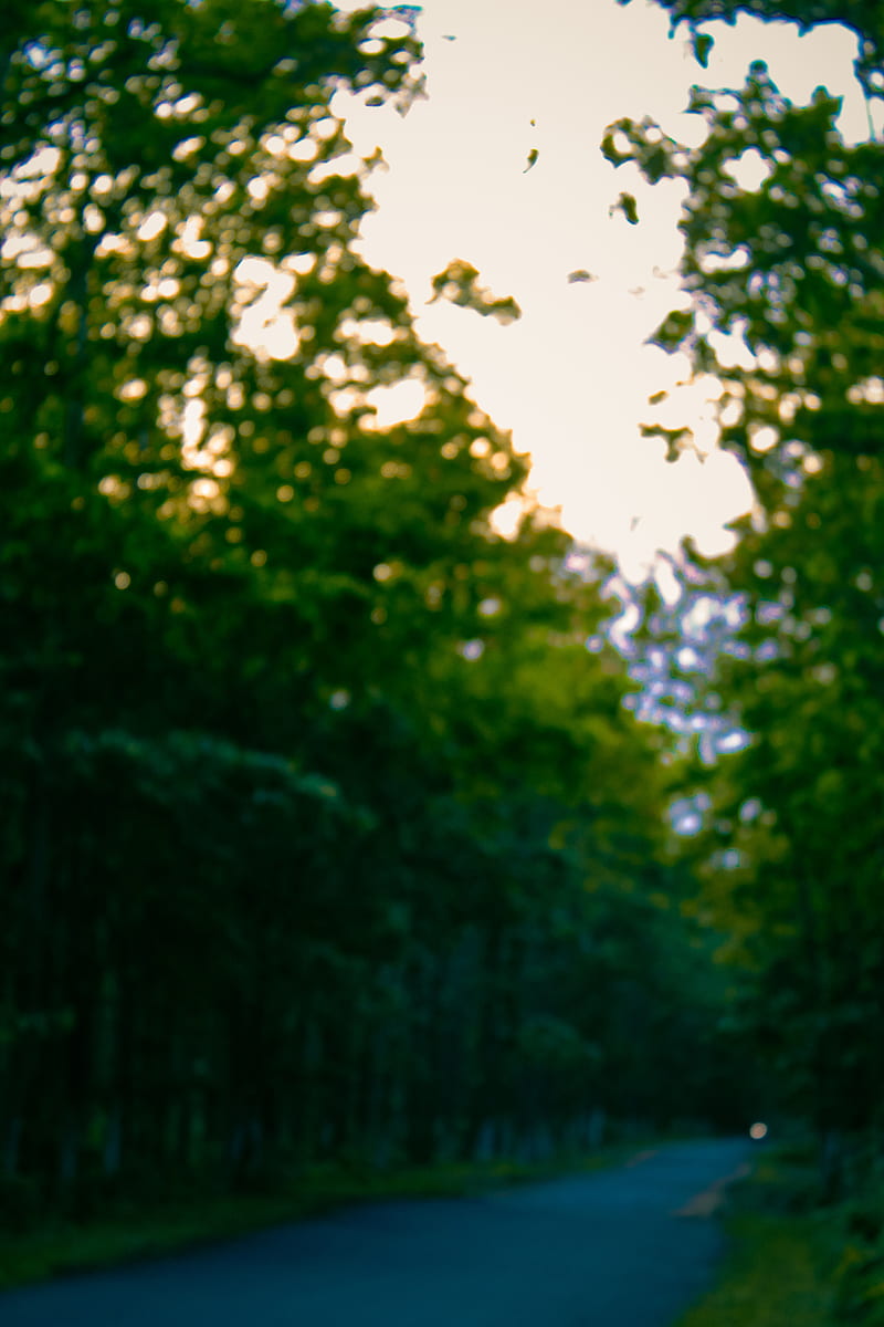 Blury road, sky, alone, forest, sunlight, green, nature, blur, trees, HD  phone wallpaper | Peakpx