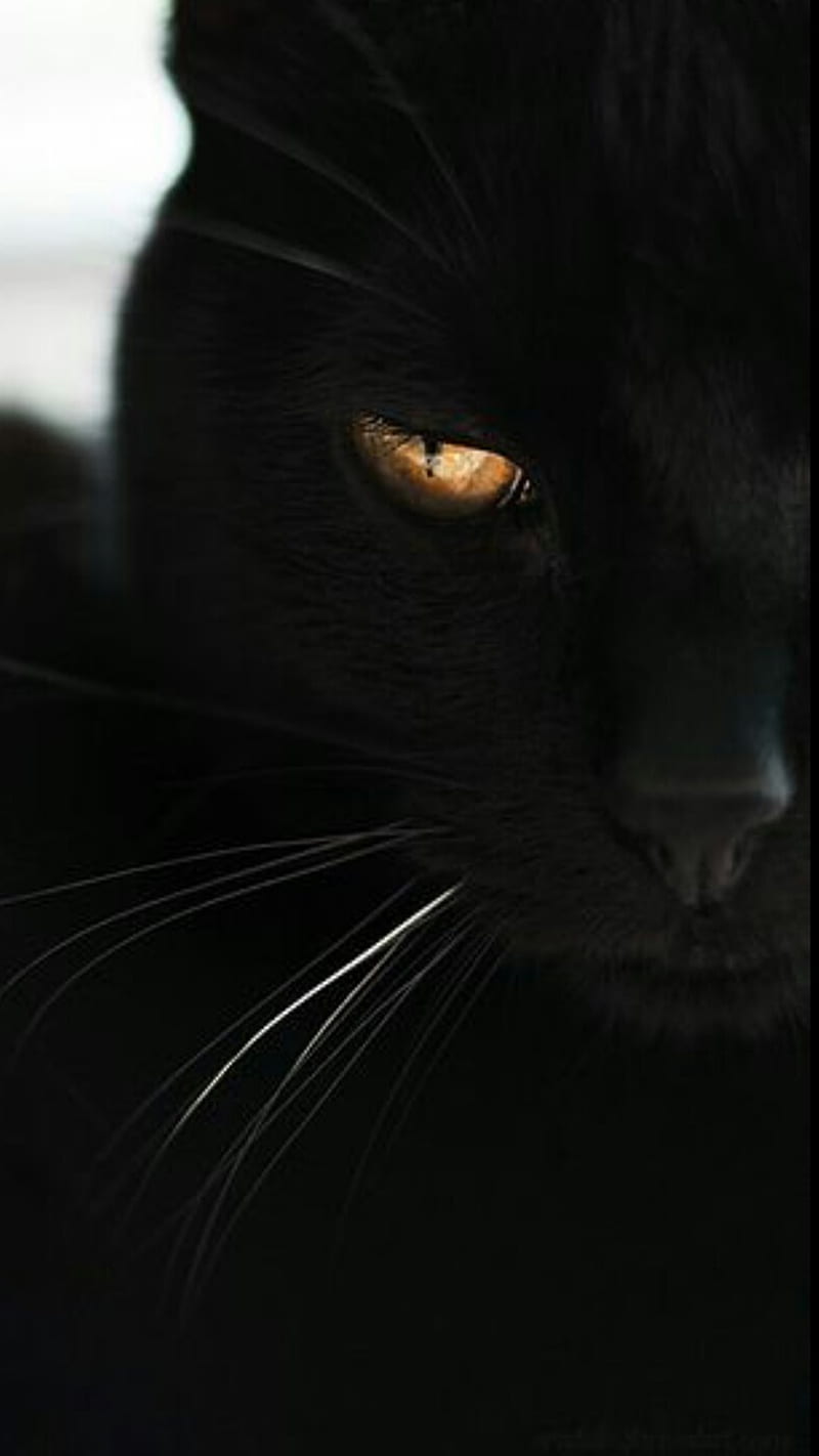 Black Cat, black, cat, HD phone wallpaper