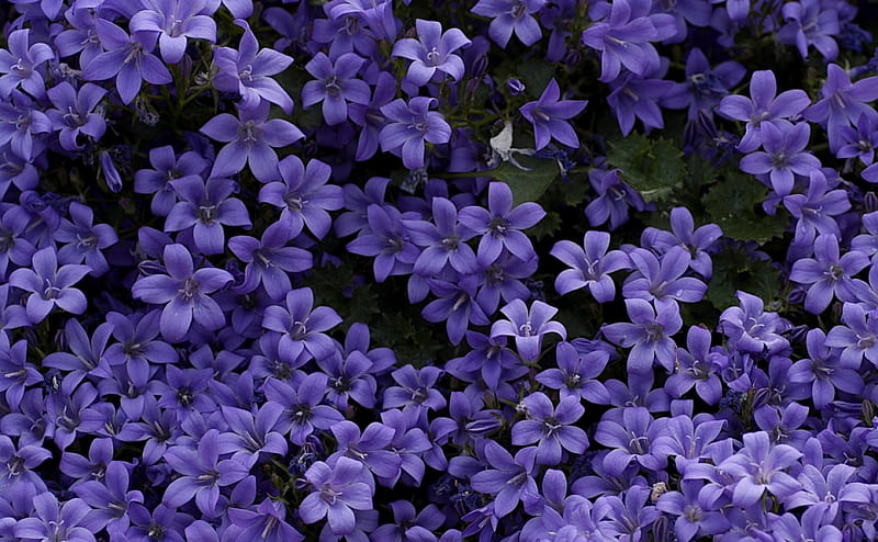 Flores moradas, flor, morado, verde, campanas, Fondo de pantalla HD | Peakpx