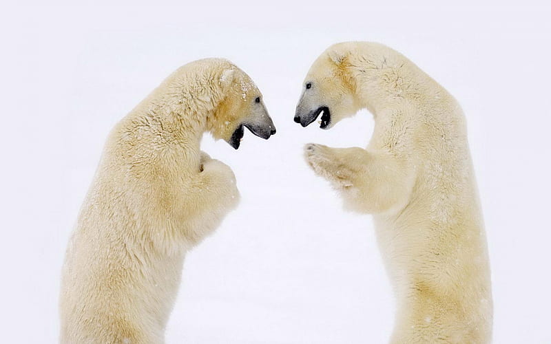 Polar Bear Dance, snow, bear, polar, dance, animal, HD wallpaper