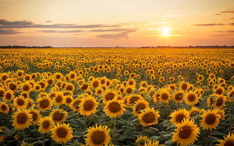 Sunflower Field at Sunset, yellow, sunset, sunflowers, field, HD wallpaper