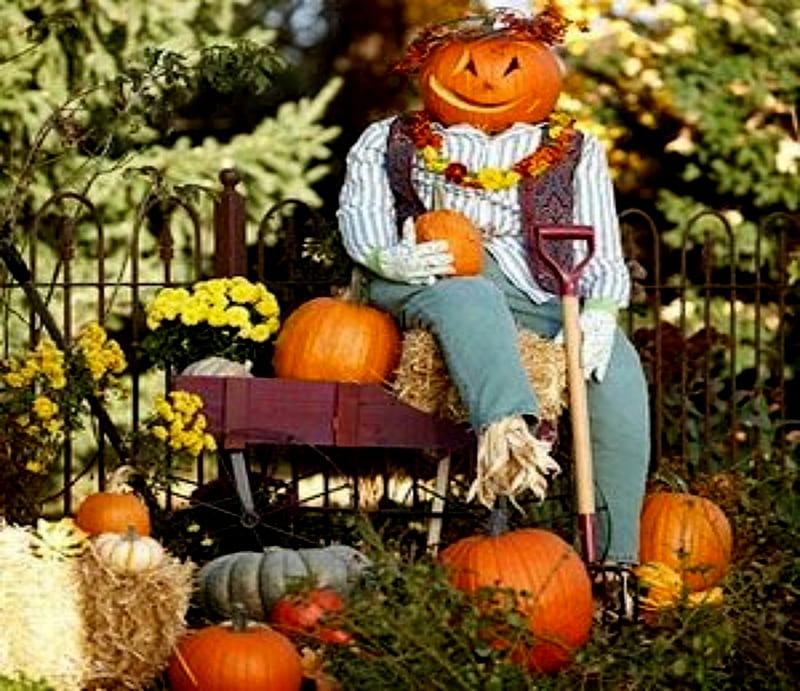 Scarecrow And Pumpkins, Scarecrows, Flowers, Orange, Pumpkins, Yellow