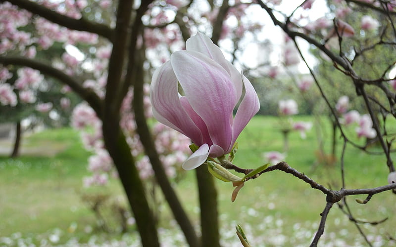 Magnolia, flower, tree, bossom, spring, HD wallpaper