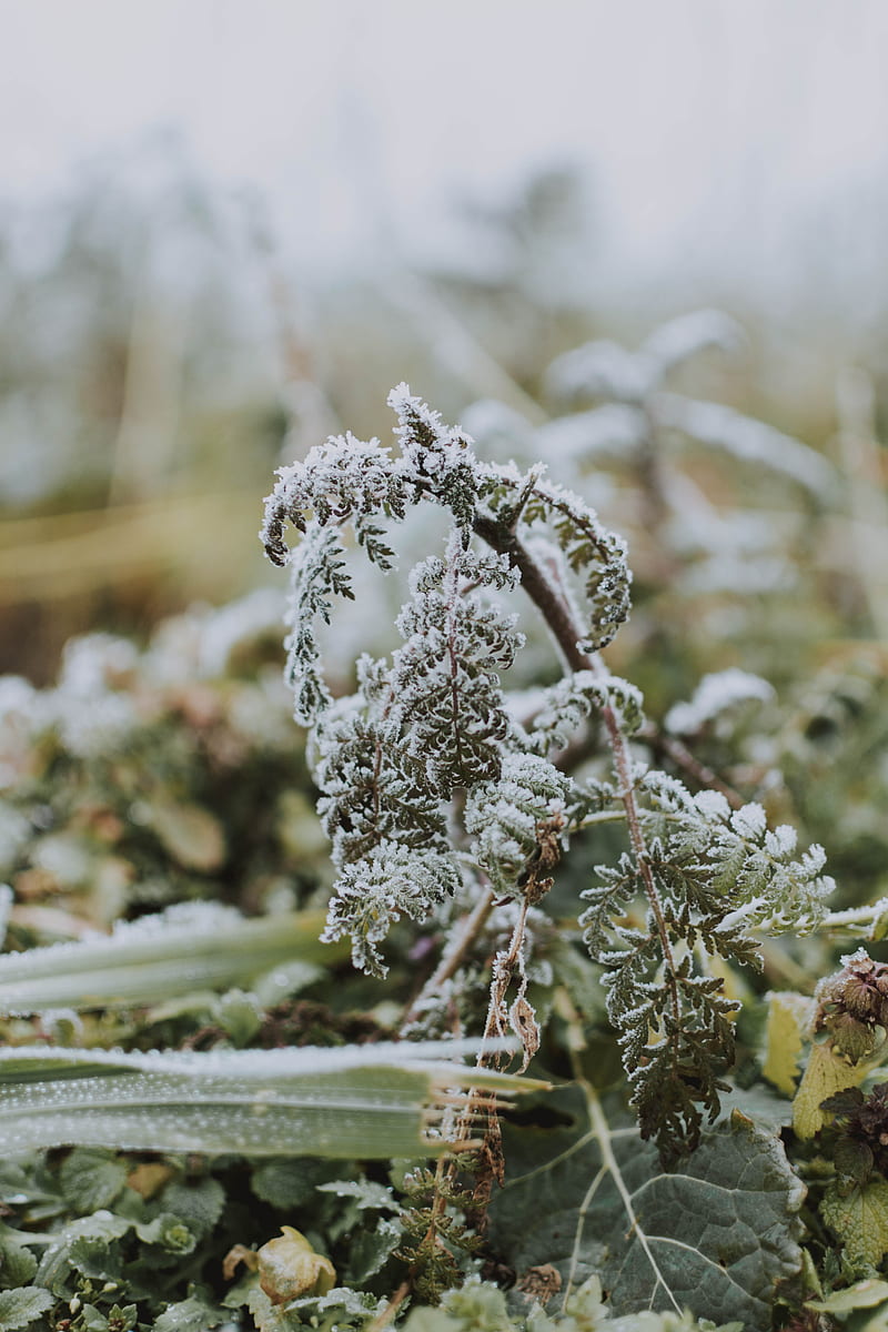 fern, frost, macro, plant, HD phone wallpaper