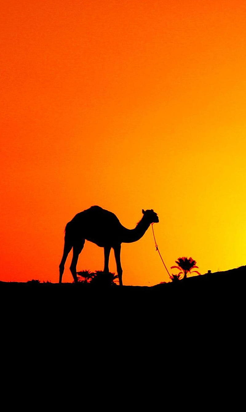 Camel, orange, HD phone wallpaper