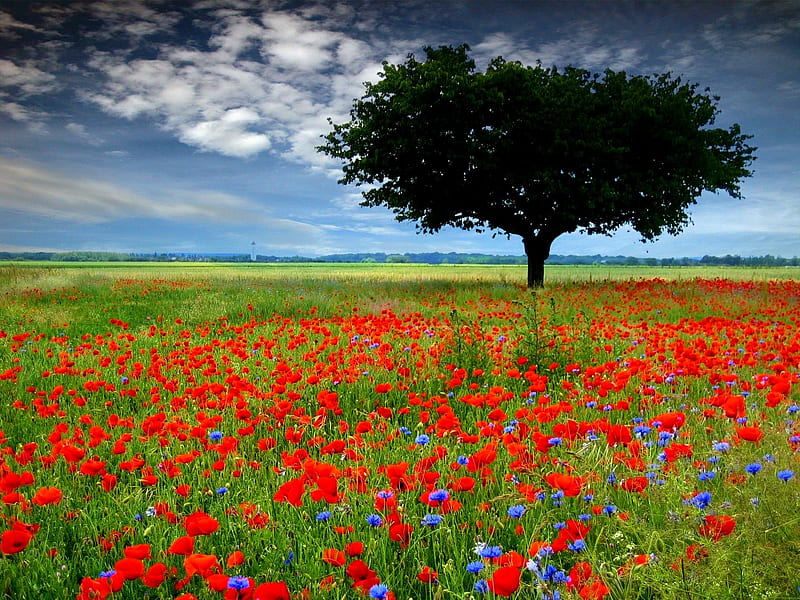 Summer Field, cornflowers, tree, poppies, clouds, sky, HD wallpaper