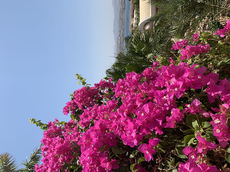 Flores de buganvillas rosadas en flor, Fondo de pantalla HD | Peakpx