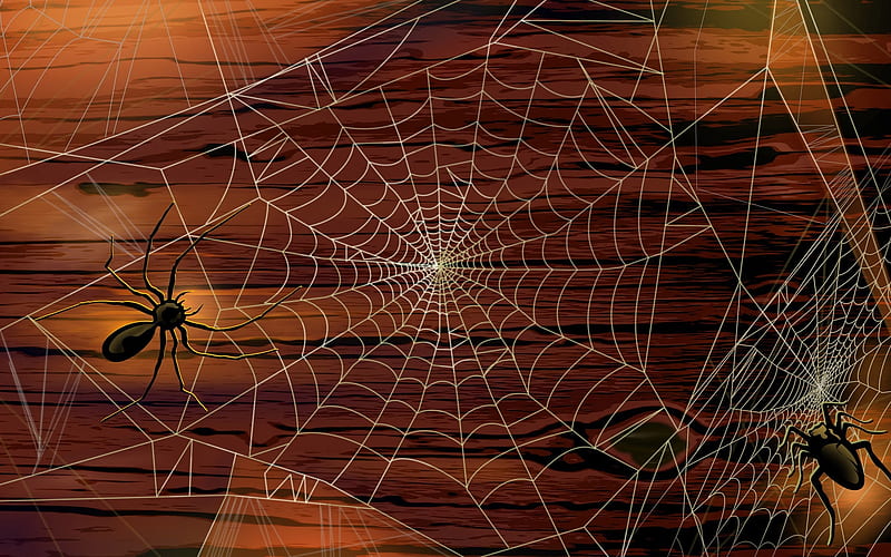 Spiderweb-Halloween Illustration Design, HD wallpaper