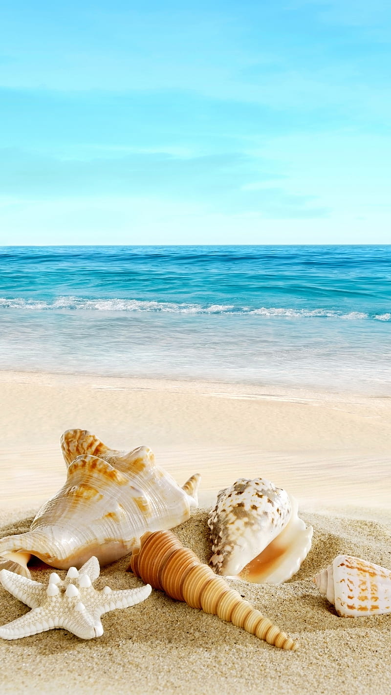 Shells, beach, nature, sand, sea, tropical, water, HD phone wallpaper