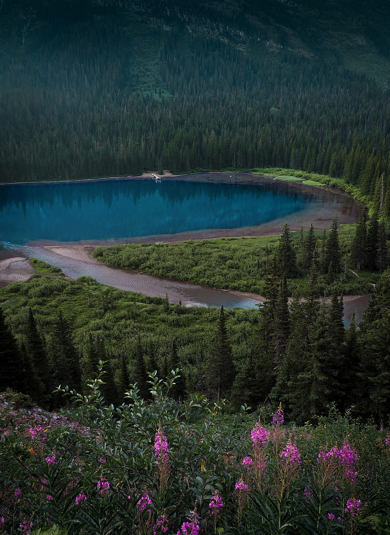 lake, forest, shore, slope, landscape, HD phone wallpaper