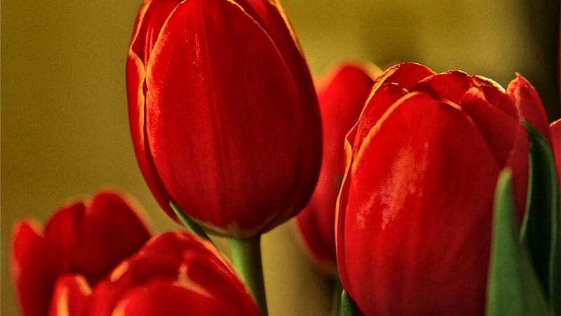 Red Tulips FC, romance, Tulip, bonito, floral, still life, graphy, love ...