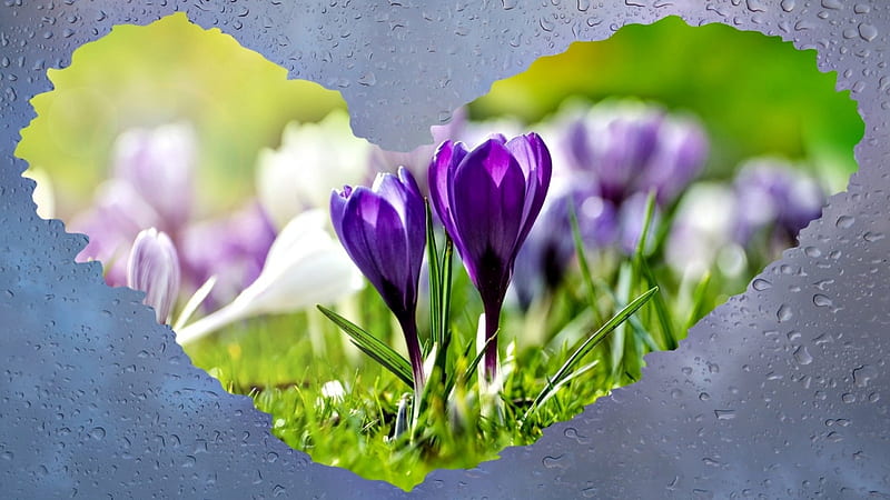 Spring breakthrough, heart, flowers, nature, spring, rain, HD wallpaper