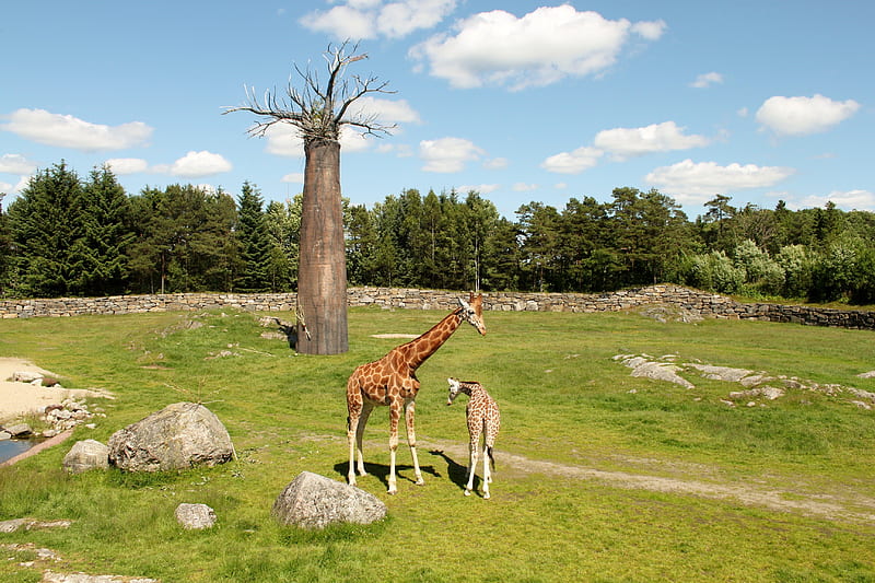 Peaceful Giraffes, zoo, tree, giraffes, nature, pets, animals, HD wallpaper