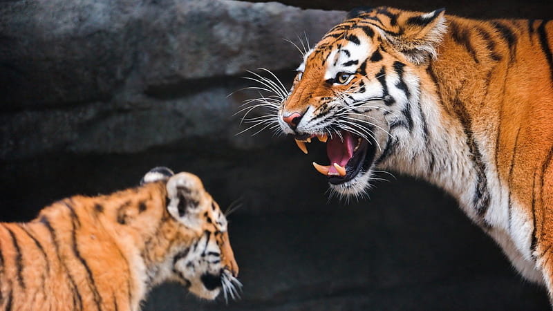 Tiger And Cub, r tiger cub, tige, tigress, HD wallpaper