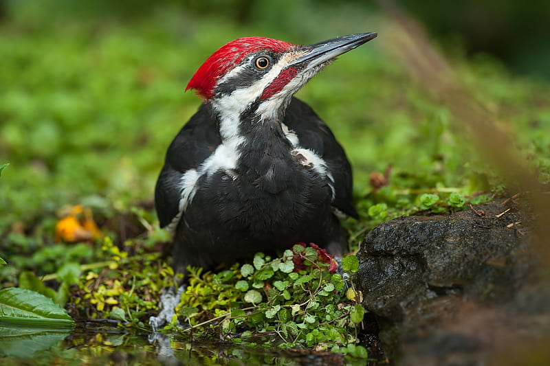 Woodpecker, green, red, bird, pasari, black, HD wallpaper