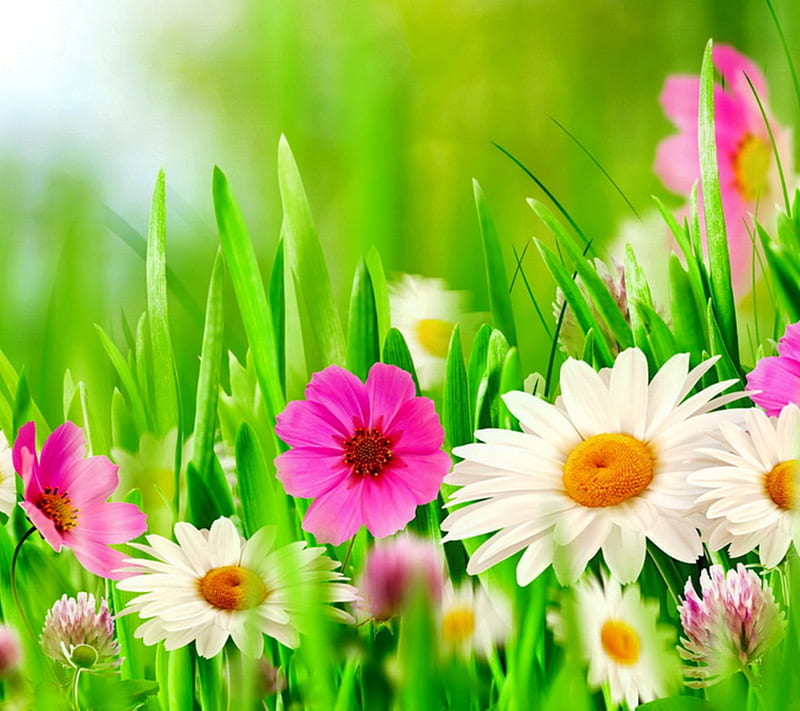 Spring freshness, colors, landscape, nature, HD wallpaper