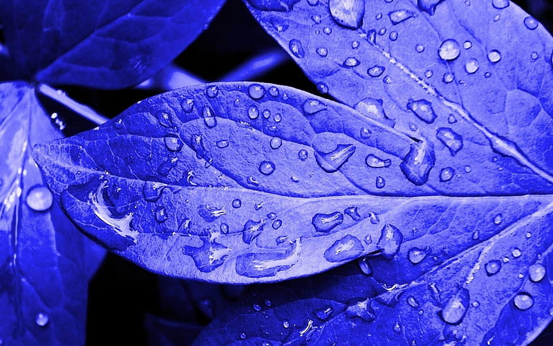 fresh blue leaves-Plant close-up, HD wallpaper