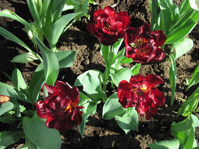 Tulips are spring-blooming 15, Tulips, graphy, Garden, Red, brown, Green, Flowers, soil, HD wallpaper