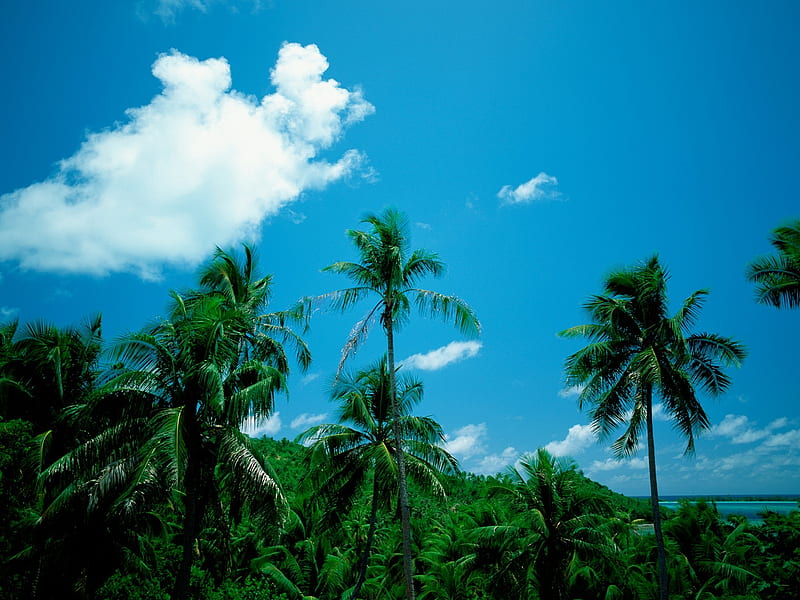coconut palms shade, HD wallpaper