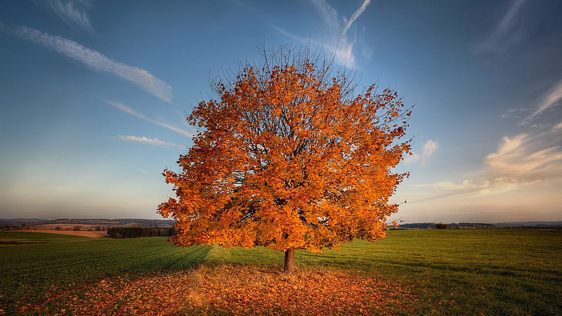 Tree Autumn Field, trees, nature, autumn, field, HD wallpaper