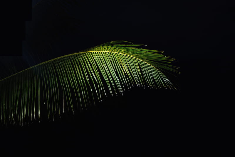 Green coconut tree leaf, HD wallpaper | Peakpx